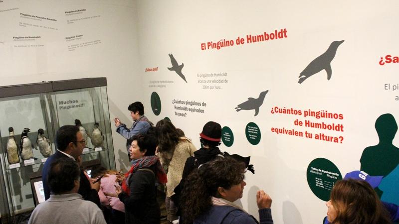 Exposición temporal "Alerta Pingüinos en Peligro" Sala Carpeneto, MHNV
